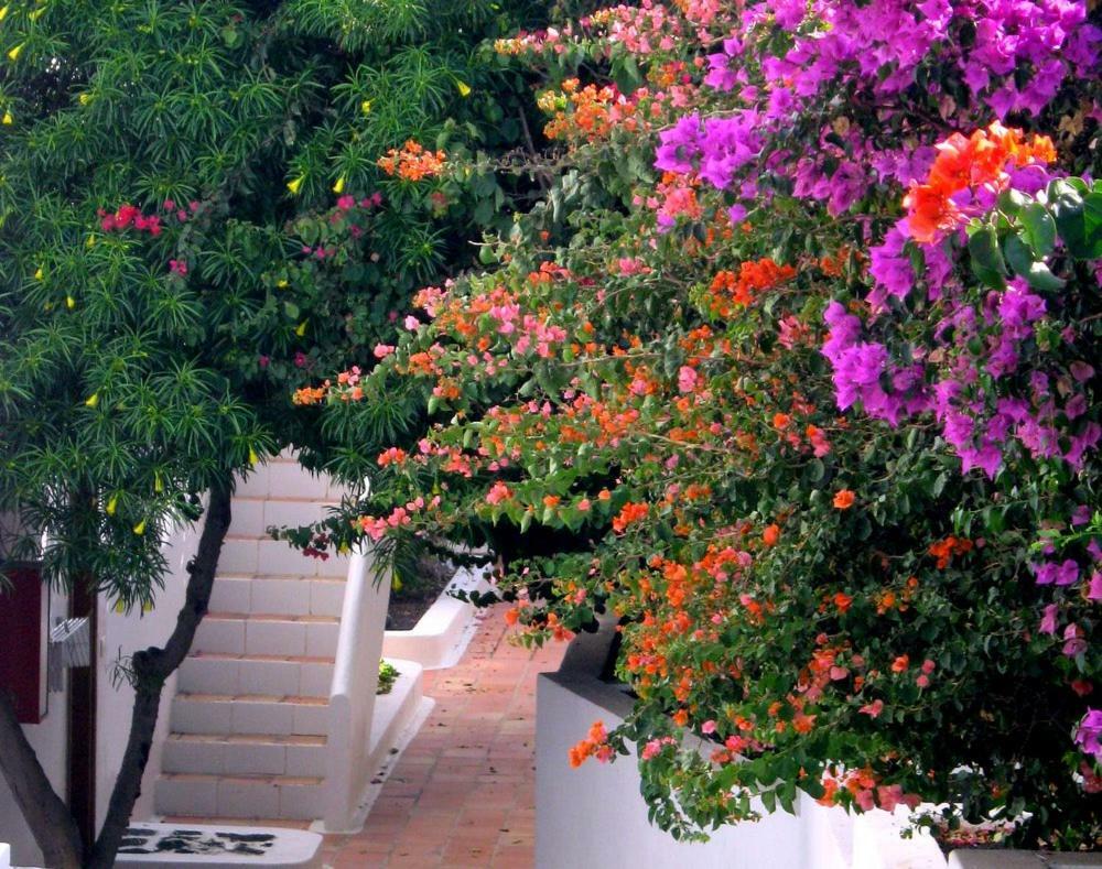 פוארטו דל כרמן Apartamentos Tamarindos מראה חיצוני תמונה